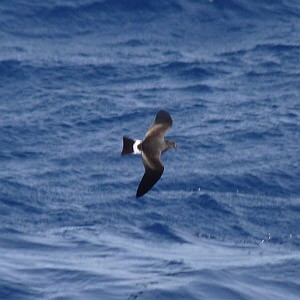 Madeiran Storm-petrel - Oceanodroma castro © John Muddeman